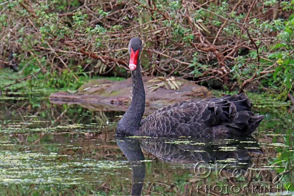 Click image for larger version

Name:	Black Swan 1.jpg
Views:	47
Size:	157.2 KB
ID:	483272