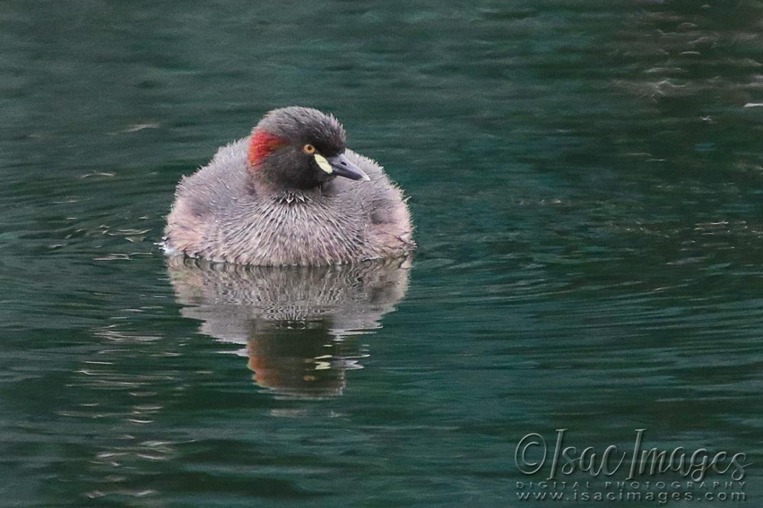 Click image for larger version

Name:	0702-Australasian_Grebe.jpg
Views:	70
Size:	105.9 KB
ID:	480537