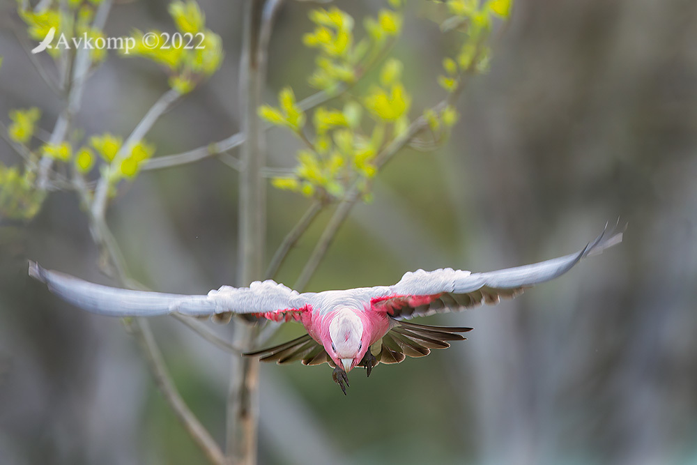 Click image for larger version

Name:	galah 8374.jpg
Views:	63
Size:	155.7 KB
ID:	494623
