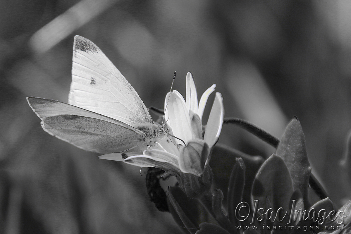 Click image for larger version

Name:	3443-Cabbage_Moth_BW.jpg
Views:	126
Size:	452.1 KB
ID:	481410