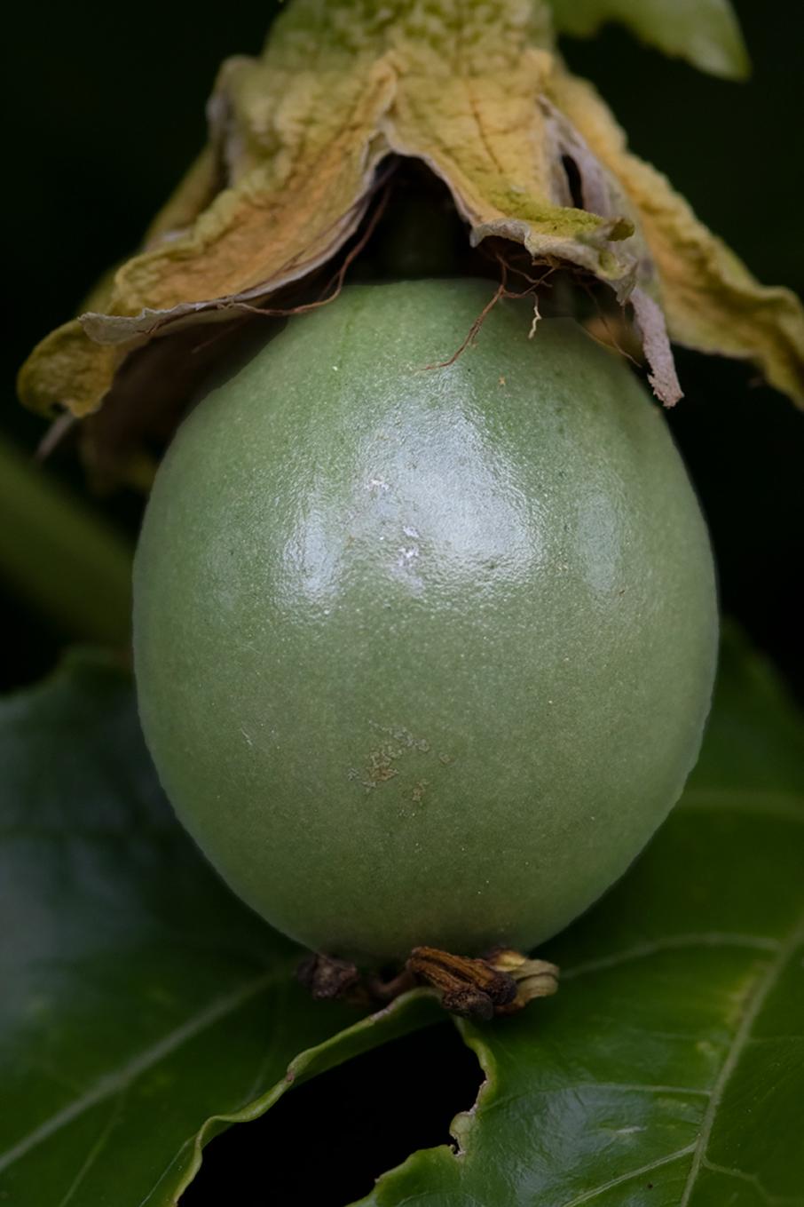 Click image for larger version

Name:	Passionfruit 5.jpg
Views:	127
Size:	95.5 KB
ID:	481700