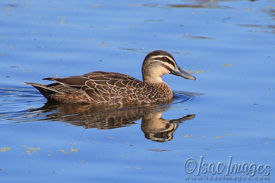 Click image for larger version

Name:	5111-Pacific_Black_Duck.jpg
Views:	72
Size:	91.8 KB
ID:	483279