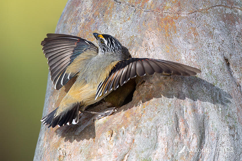 Click image for larger version

Name:	striated pardalote 8430.jpg
Views:	43
Size:	176.8 KB
ID:	494799