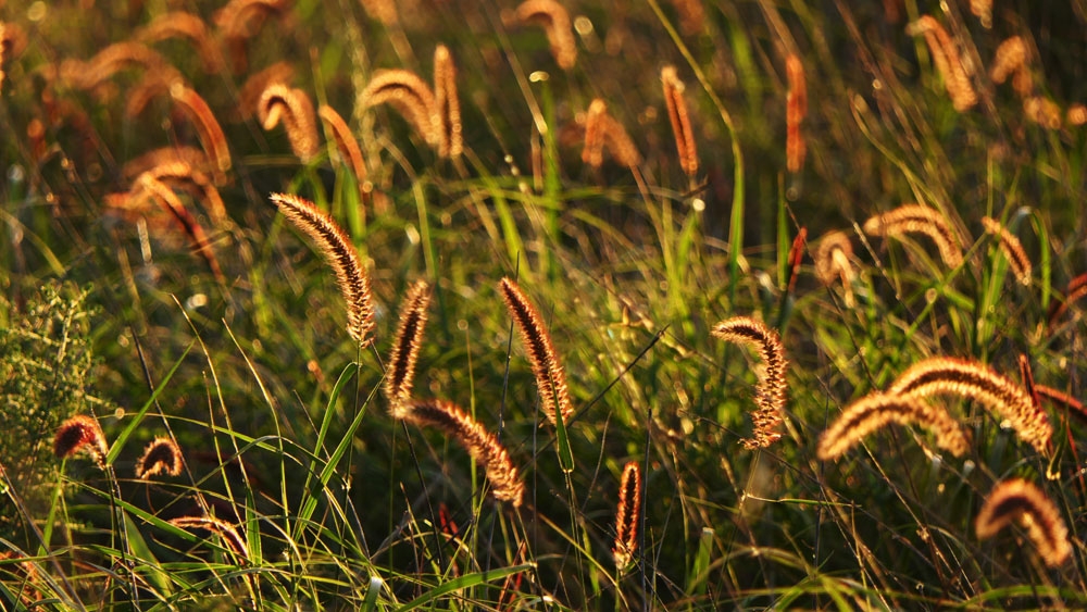 Click image for larger version

Name:	Grass seed heads @ Sunset (2).jpg
Views:	47
Size:	447.8 KB
ID:	481729