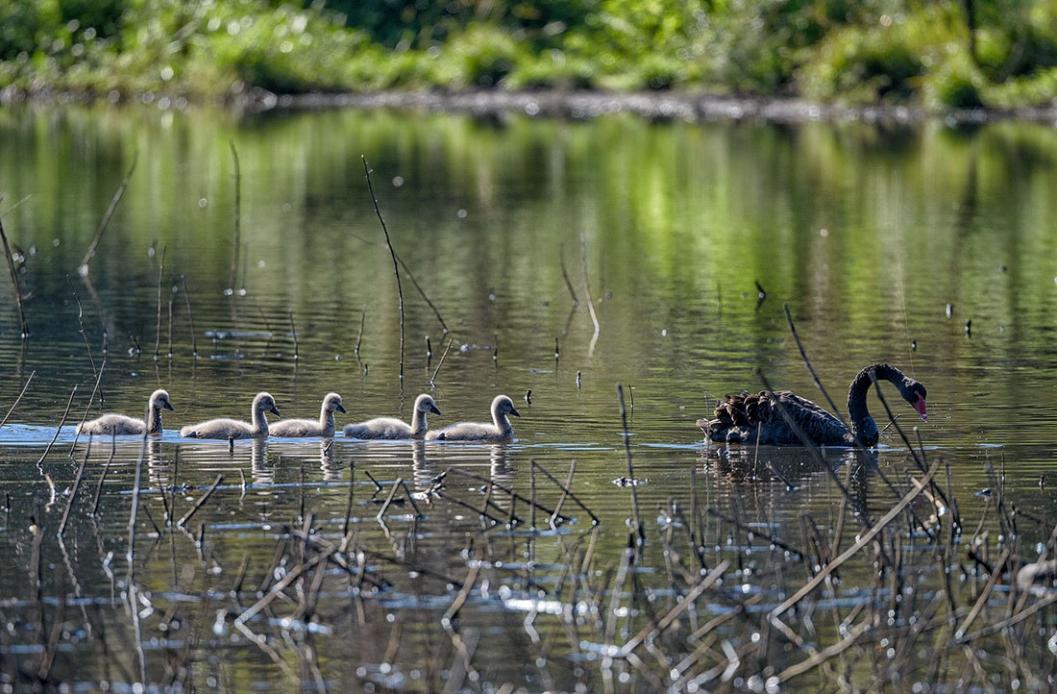 Click image for larger version

Name:	20210827_EaglebyWetlands_0024_02_sml.jpg
Views:	63
Size:	121.7 KB
ID:	480244