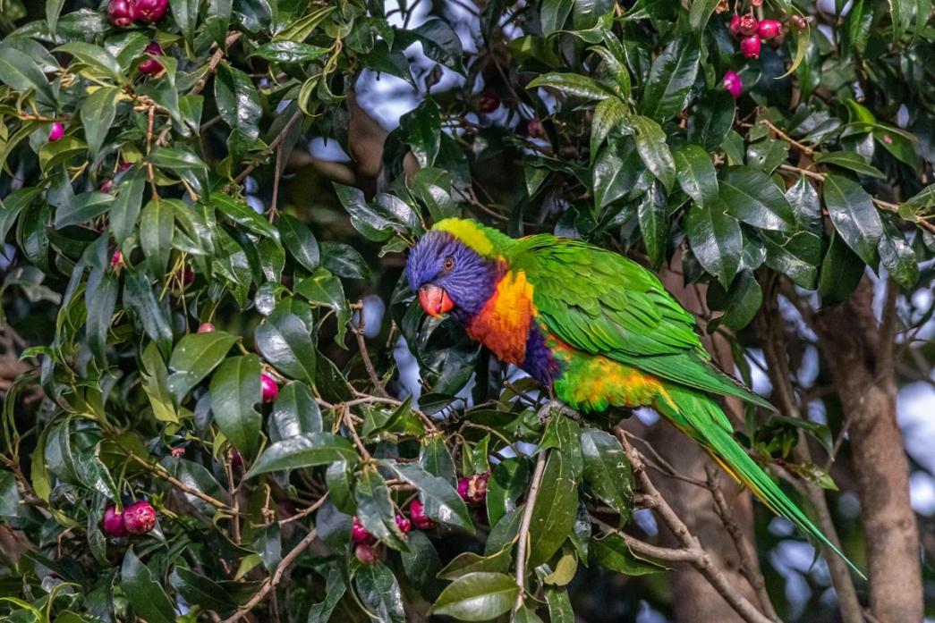 Click image for larger version

Name:	Rainbow in the Lilly Pilly.jpg
Views:	108
Size:	153.0 KB
ID:	487300