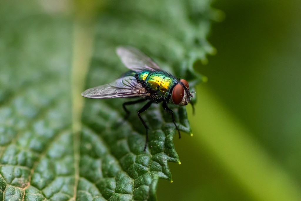 Click image for larger version

Name:	Fly 01.jpg
Views:	143
Size:	101.9 KB
ID:	469332