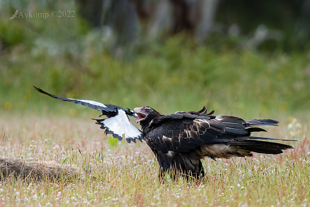 Click image for larger version

Name:	wedge tail 8575.jpg
Views:	82
Size:	329.5 KB
ID:	495145