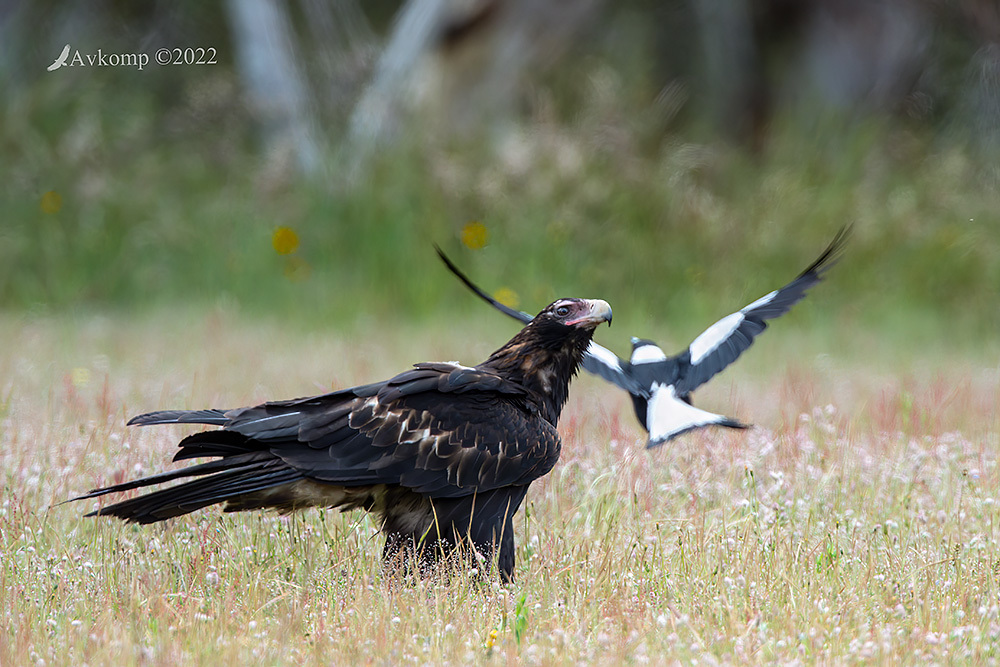 Click image for larger version

Name:	wedge tail 8615.jpg
Views:	61
Size:	322.9 KB
ID:	495146