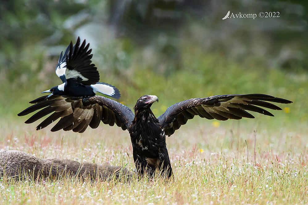 Click image for larger version

Name:	wedge tail 8661.jpg
Views:	65
Size:	164.0 KB
ID:	495147