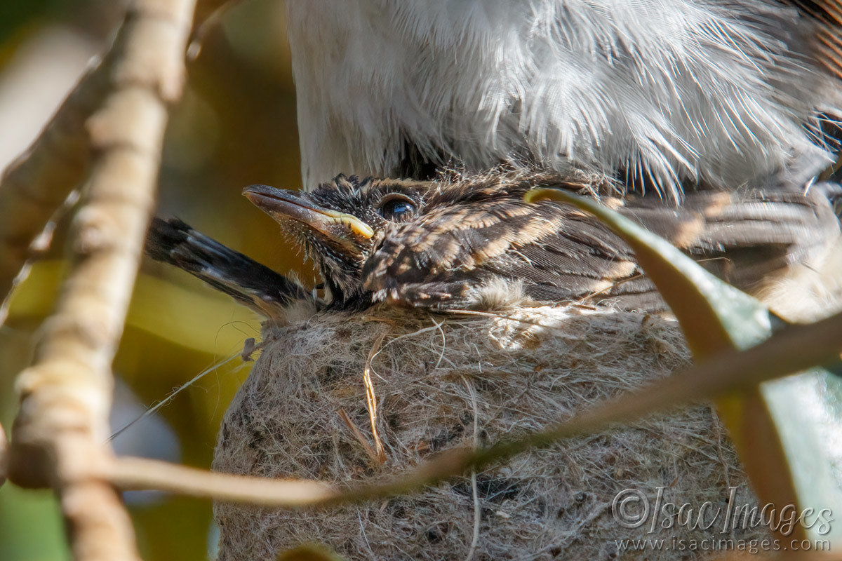 Click image for larger version

Name:	7908-Willie_Wagtails_Newborn.jpg
Views:	75
Size:	299.4 KB
ID:	495401