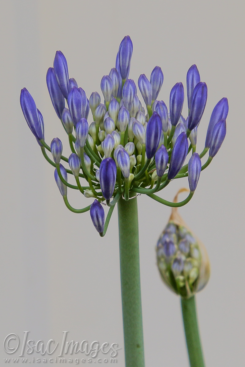 Click image for larger version

Name:	3643-Agapanthus_Blue-Purple_Flower.jpg
Views:	66
Size:	421.6 KB
ID:	481628