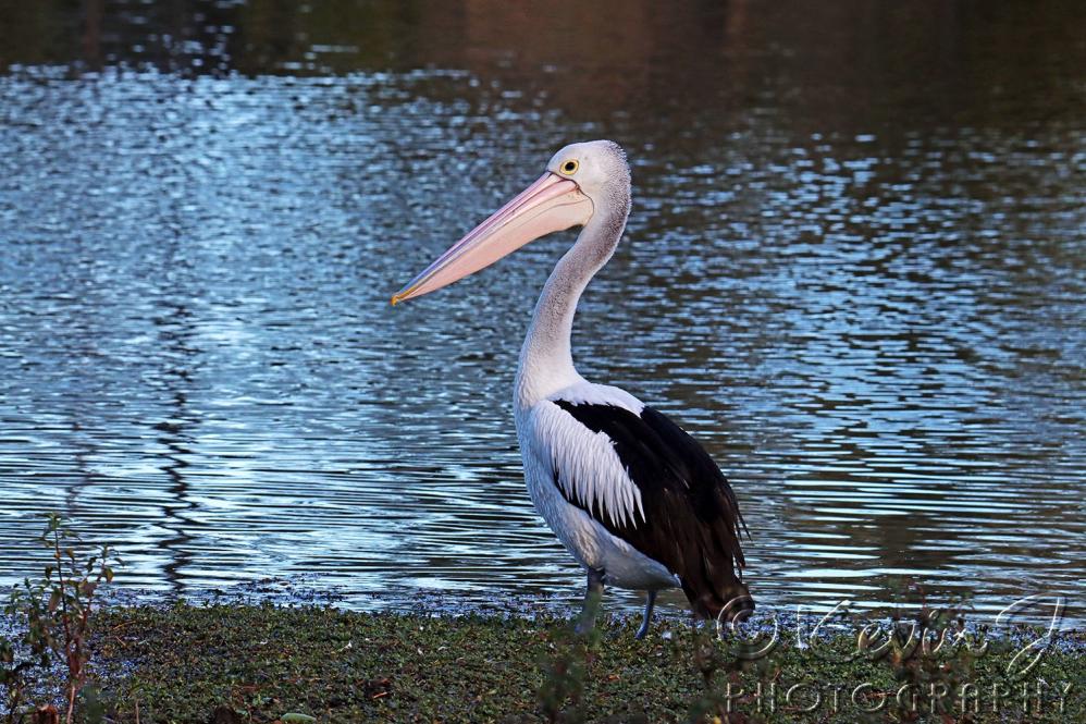 Click image for larger version

Name:	Pelican1.jpg
Views:	217
Size:	150.8 KB
ID:	479801