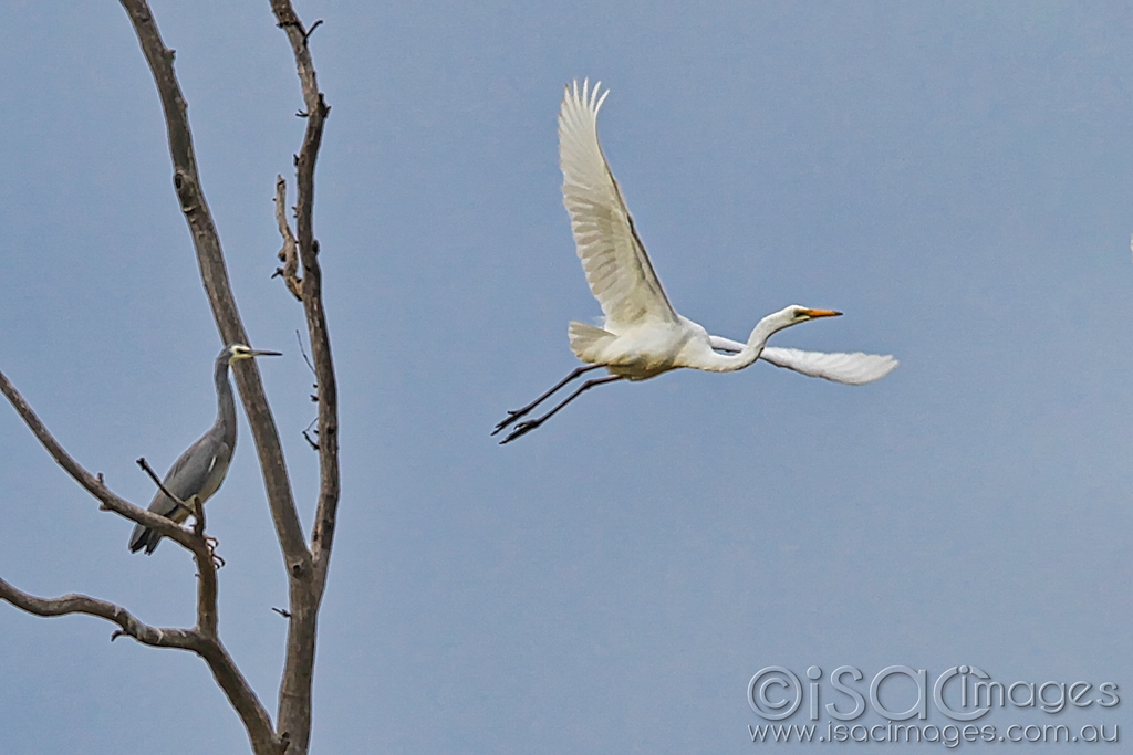 Click image for larger version

Name:	0215-Great_Egret.jpg
Views:	62
Size:	342.2 KB
ID:	470339
