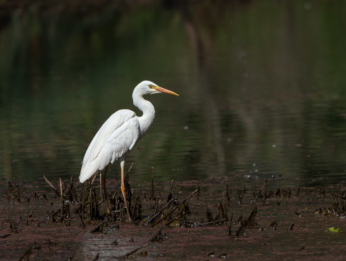 Click image for larger version

Name:	20221125_EaglebyWetlands_0079.jpg
Views:	115
Size:	240.2 KB
ID:	495506