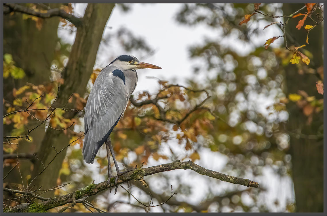 Click image for larger version

Name:	Heron.jpg
Views:	65
Size:	162.0 KB
ID:	495726