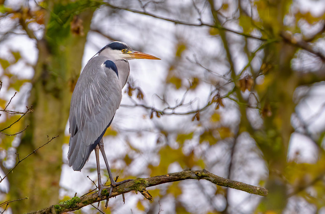 Click image for larger version

Name:	Heron 2.jpg
Views:	60
Size:	146.7 KB
ID:	495760