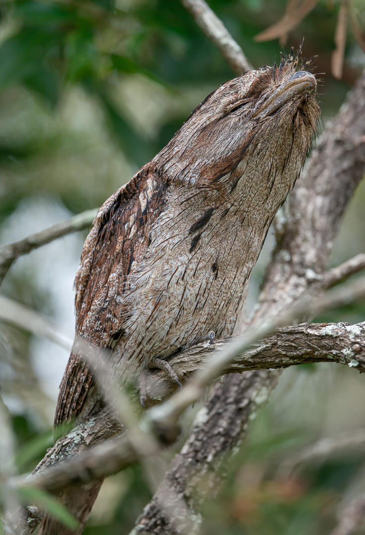 Click image for larger version

Name:	20221210_Frogmouths_0007.jpg
Views:	74
Size:	185.5 KB
ID:	495839