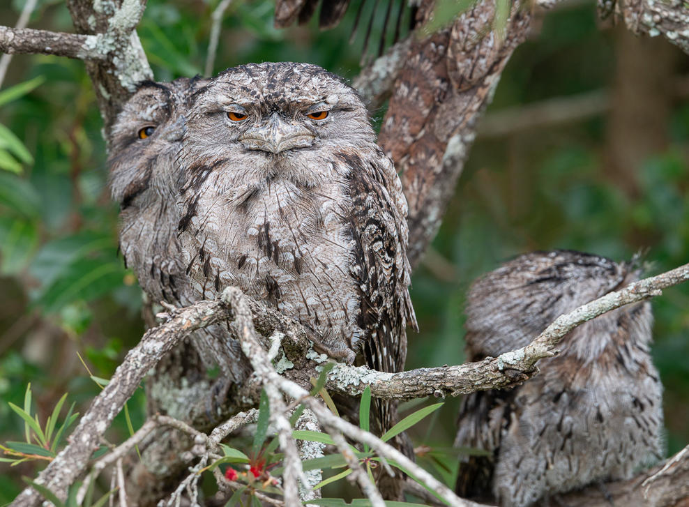 Click image for larger version

Name:	20221210_Frogmouths_0100-Edit.jpg
Views:	65
Size:	202.2 KB
ID:	495840