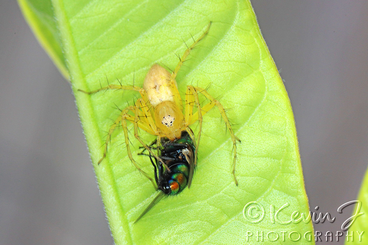Click image for larger version

Name:	spider_fly 36.jpg
Views:	73
Size:	299.4 KB
ID:	496001