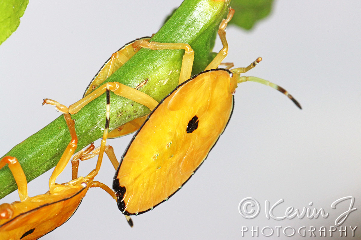 Click image for larger version

Name:	Yellow bug 26.jpg
Views:	47
Size:	282.0 KB
ID:	496004