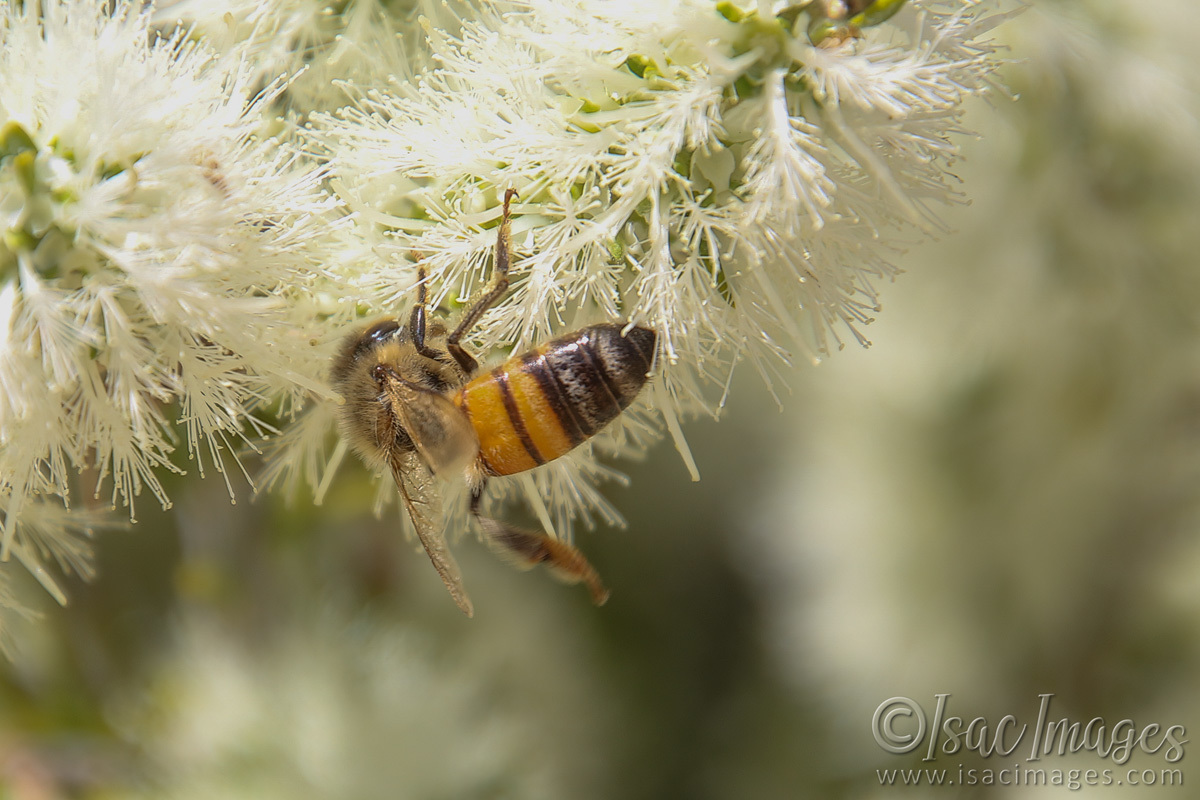 Click image for larger version

Name:	027A8671-Bee.jpg
Views:	75
Size:	294.9 KB
ID:	496321