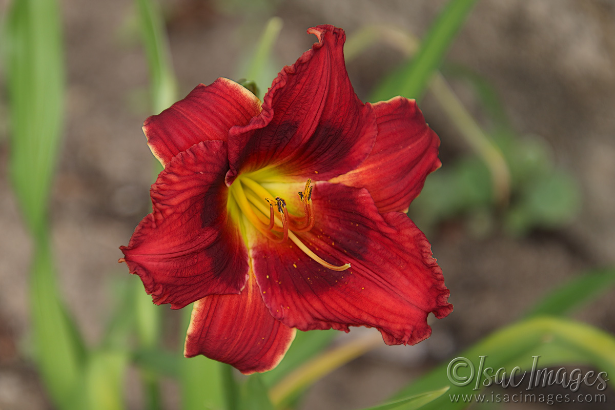 Click image for larger version

Name:	027A8689-Day_Lily.jpg
Views:	70
Size:	277.8 KB
ID:	496322