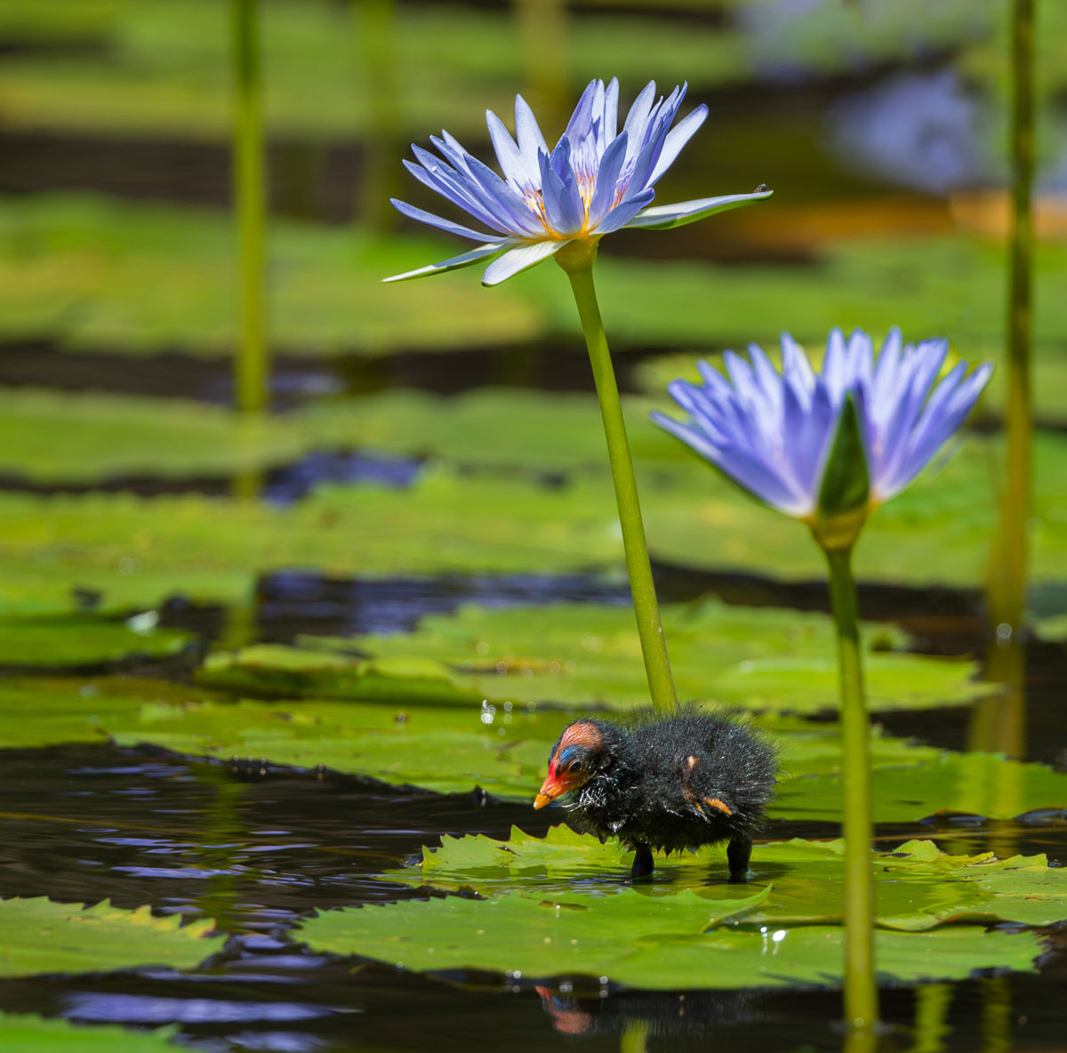 Click image for larger version

Name:	20230110_UnderwoodPark_0020-Edit.jpg
Views:	53
Size:	278.6 KB
ID:	496671