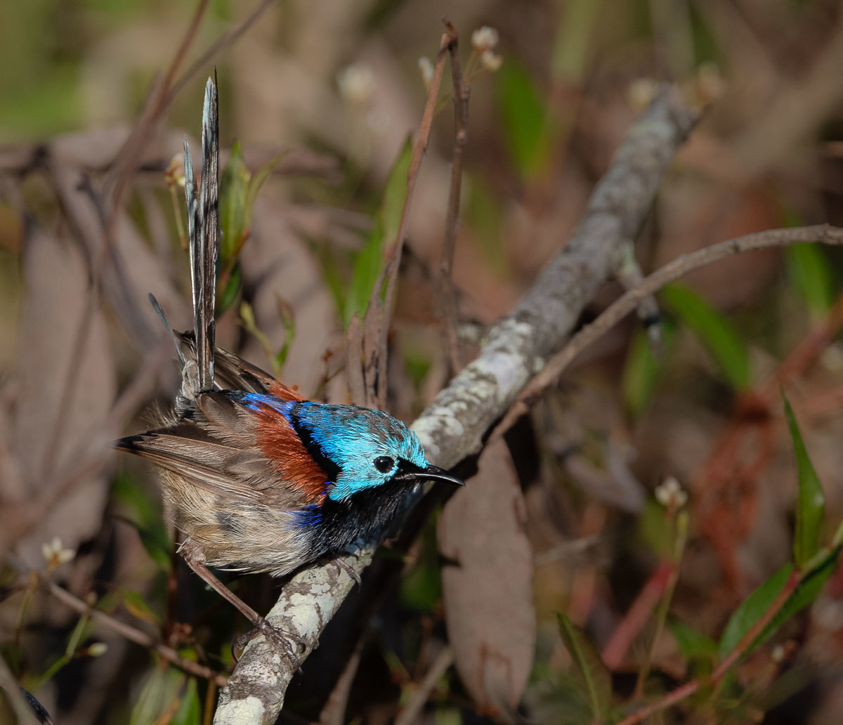 Click image for larger version

Name:	20230123_EaglebyWetlands_0026.jpg
Views:	76
Size:	231.7 KB
ID:	497432