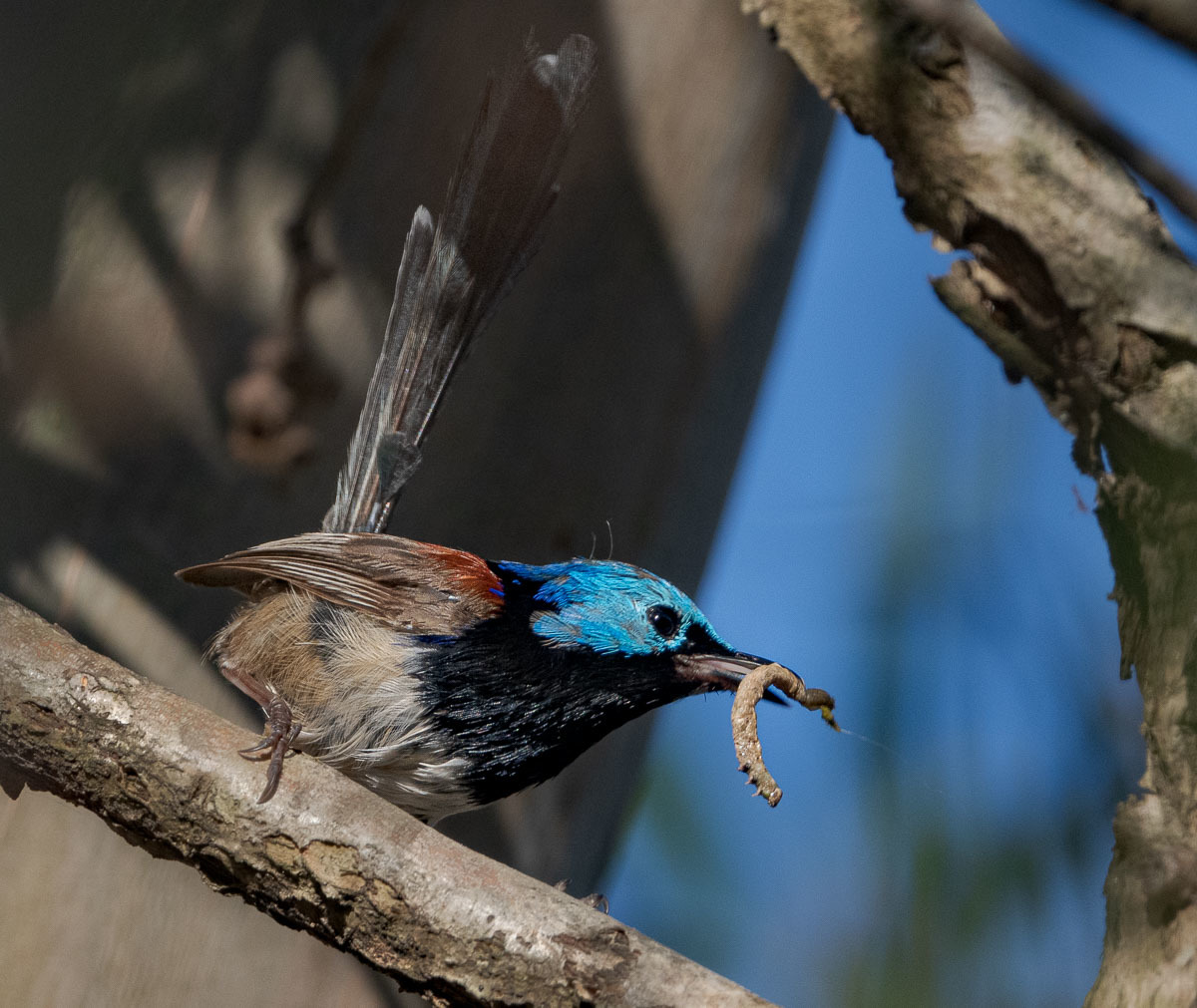 Click image for larger version

Name:	20230123_EaglebyWetlands_0036.jpg
Views:	69
Size:	274.8 KB
ID:	497435