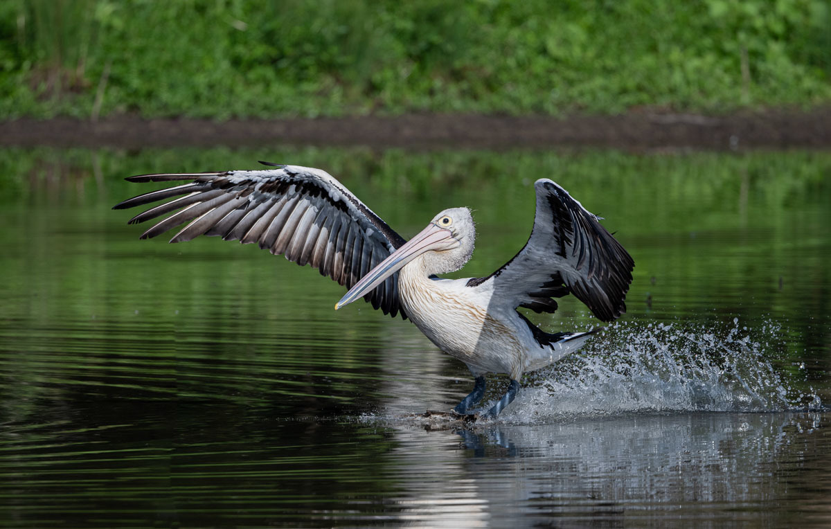 Click image for larger version

Name:	20230123_EaglebyWetlands_0127-Edit.jpg
Views:	72
Size:	250.3 KB
ID:	497489