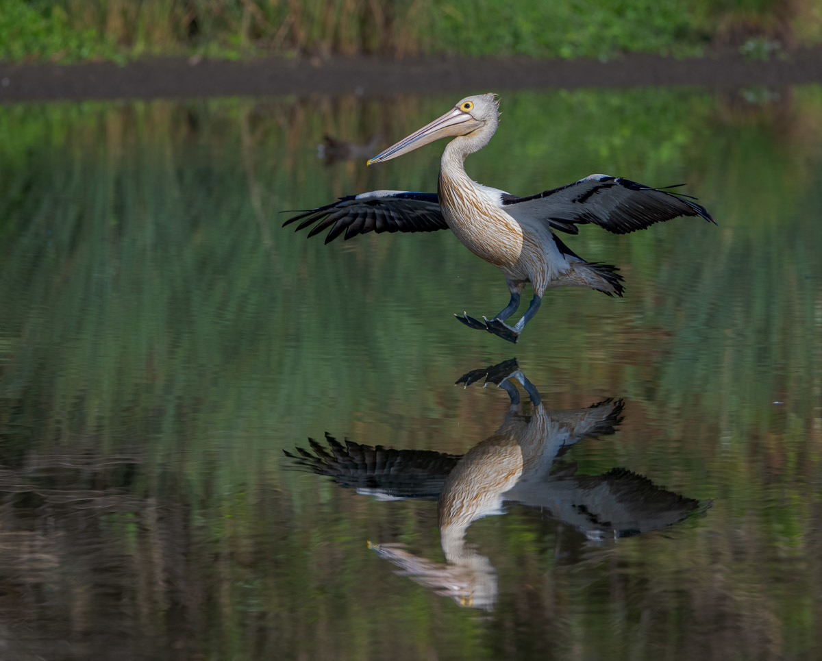 Click image for larger version

Name:	20230123_EaglebyWetlands_0115.jpg
Views:	75
Size:	245.8 KB
ID:	497490
