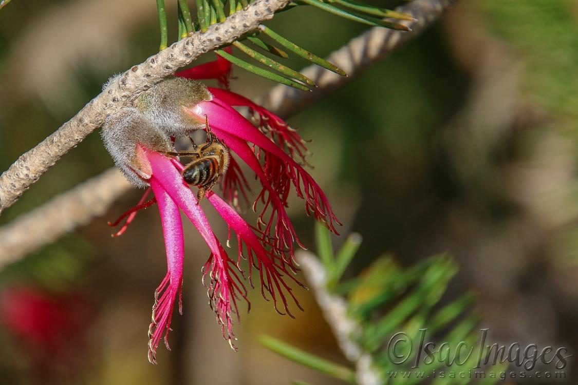 Click image for larger version

Name:	2553-Bee_Onesided_Callistemon.jpg
Views:	57
Size:	91.3 KB
ID:	481032