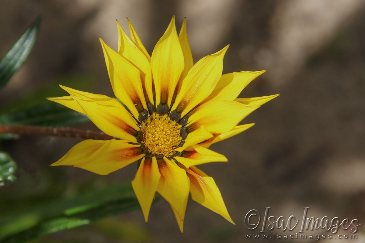 Click image for larger version

Name:	3314-Yellow_Gazania.jpg
Views:	64
Size:	467.0 KB
ID:	481419