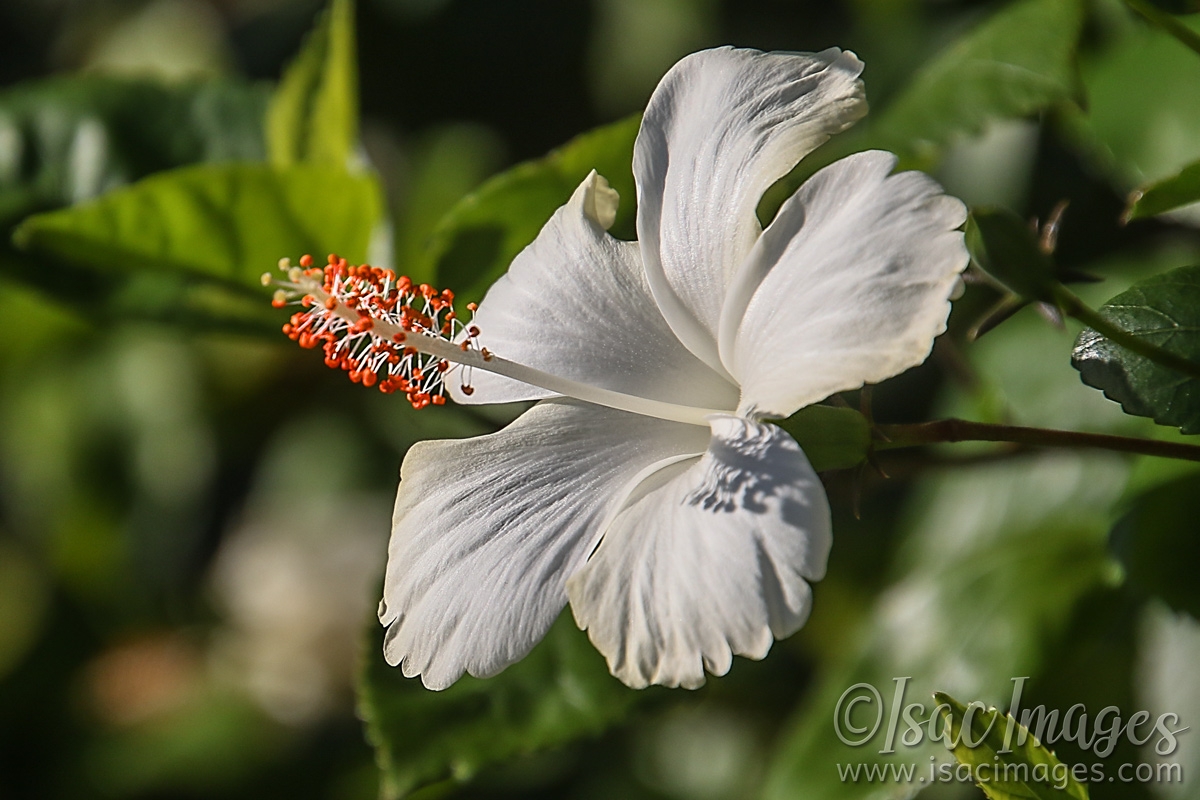 Click image for larger version

Name:	8154-White_Hibiscus.jpg
Views:	112
Size:	497.4 KB
ID:	485457