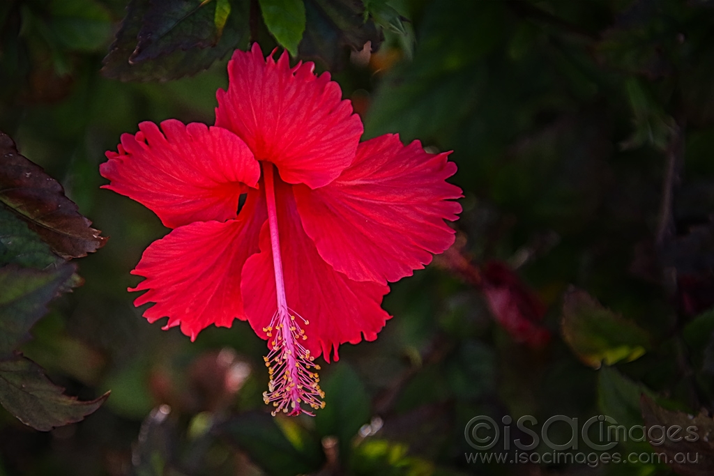 Click image for larger version

Name:	7764-Hibiscus.jpg
Views:	47
Size:	341.1 KB
ID:	472382