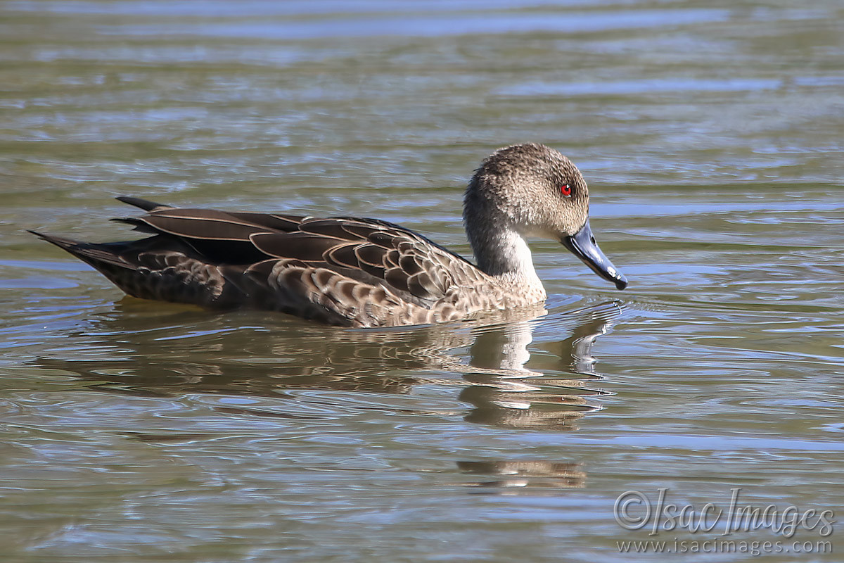 Click image for larger version

Name:	027A8820-Grey_Teal.jpg
Views:	41
Size:	295.4 KB
ID:	498427