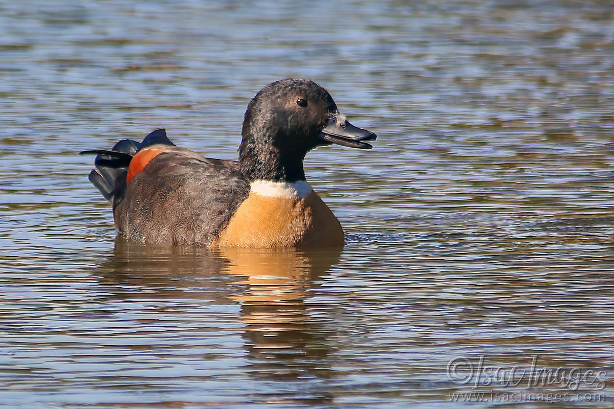 Click image for larger version

Name:	027A8886-Shelduck.jpg
Views:	32
Size:	301.6 KB
ID:	498428