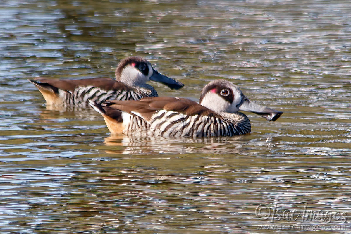 Click image for larger version

Name:	027A8877-Pink_Eared_Ducks.jpg
Views:	32
Size:	300.0 KB
ID:	498431