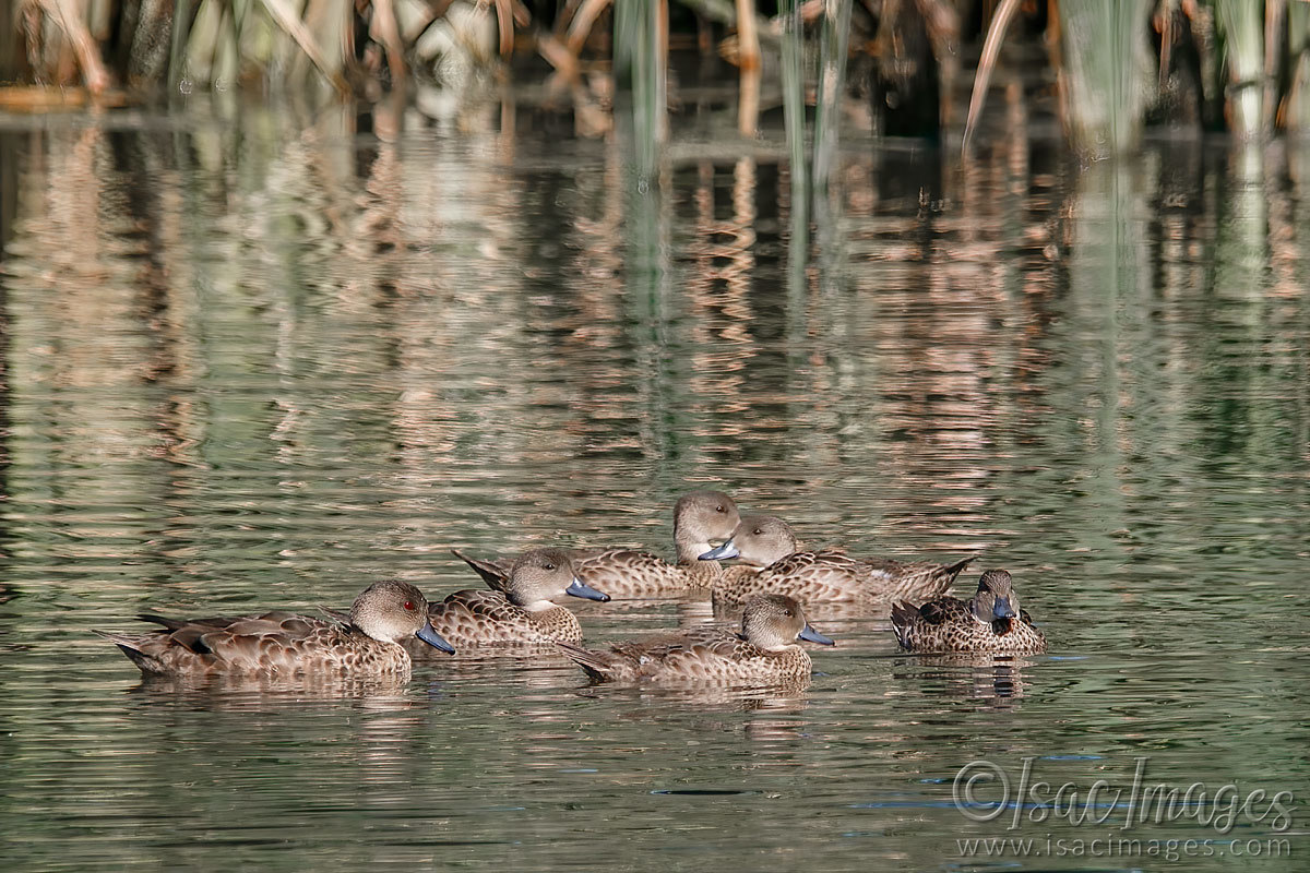 Click image for larger version

Name:	027A8937-Grey_Teals.jpg
Views:	42
Size:	299.9 KB
ID:	498434