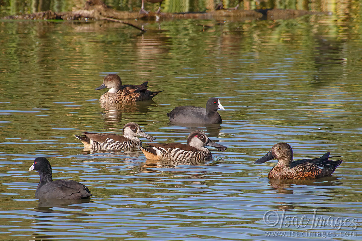 Click image for larger version

Name:	027A9018-Ducks.jpg
Views:	41
Size:	307.9 KB
ID:	498435