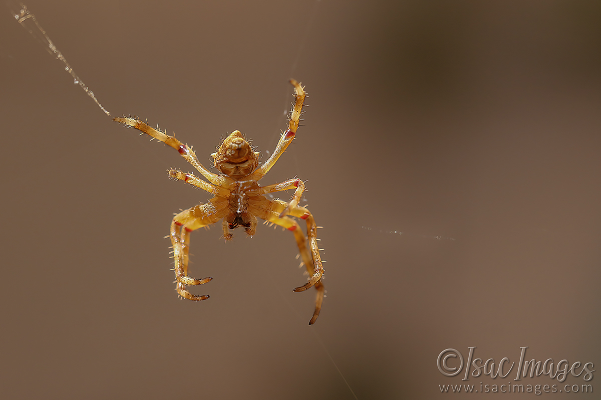 Click image for larger version

Name:	027A8744-Spider.jpg
Views:	119
Size:	330.9 KB
ID:	498443