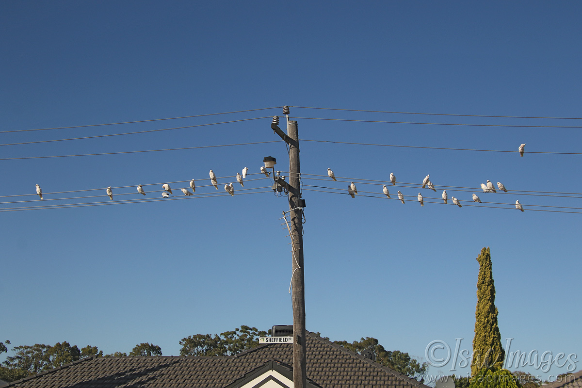 Click image for larger version

Name:	027A9152-Corellas.jpg
Views:	55
Size:	281.6 KB
ID:	498449