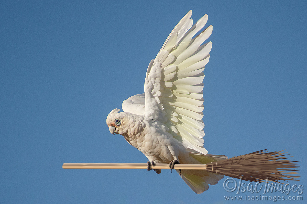 Click image for larger version

Name:	027A9167-Corella.jpg
Views:	45
Size:	287.0 KB
ID:	498450