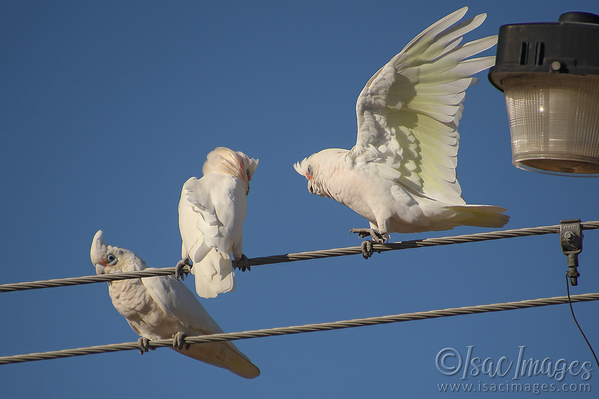 Click image for larger version

Name:	027A9157-Corellas.jpg
Views:	49
Size:	286.0 KB
ID:	498451