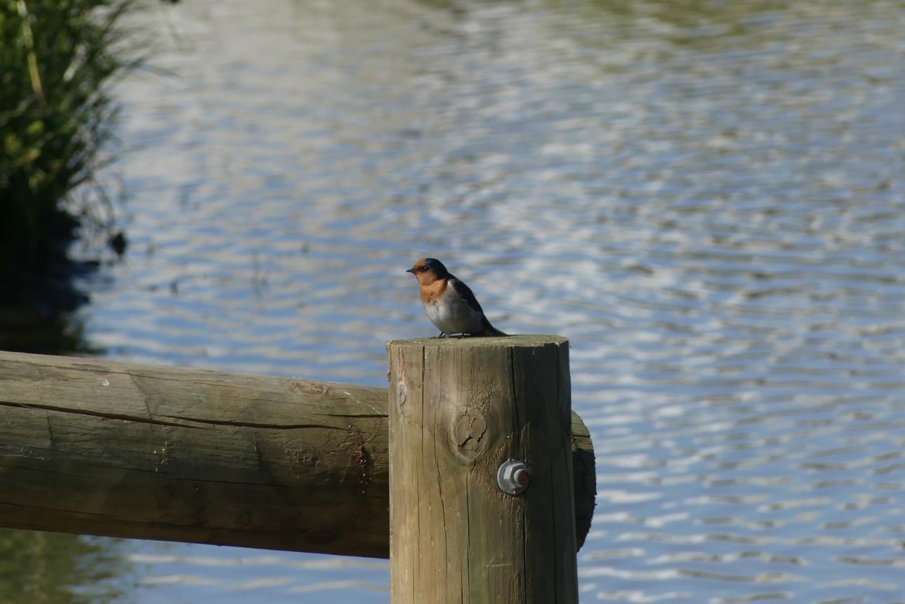 Click image for larger version

Name:	Welcome Swallow (SOOC).jpg
Views:	70
Size:	89.7 KB
ID:	477576