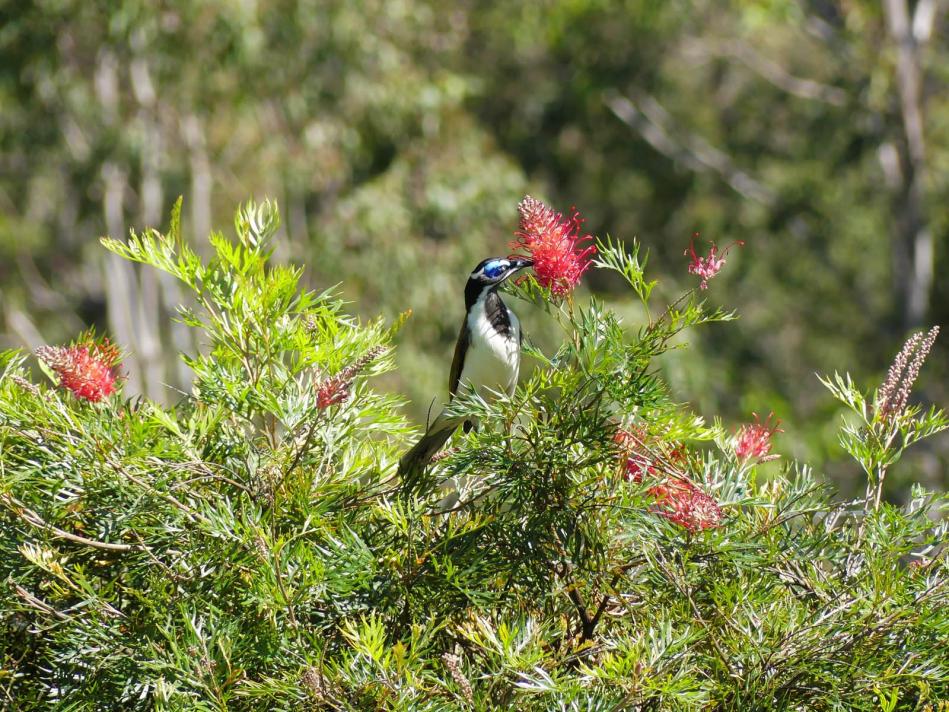 Click image for larger version

Name:	GJ-Blue-faced Honeyeater (11).jpg
Views:	67
Size:	167.5 KB
ID:	477683