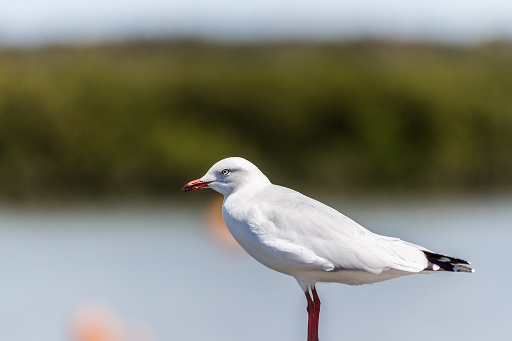 Click image for larger version

Name:	Silver Gull.jpg
Views:	121
Size:	70.6 KB
ID:	469096