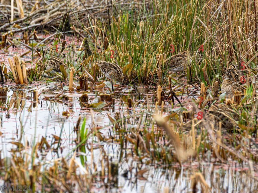 Click image for larger version

Name:	Snipe Count (Custom).jpg
Views:	29
Size:	246.1 KB
ID:	498548