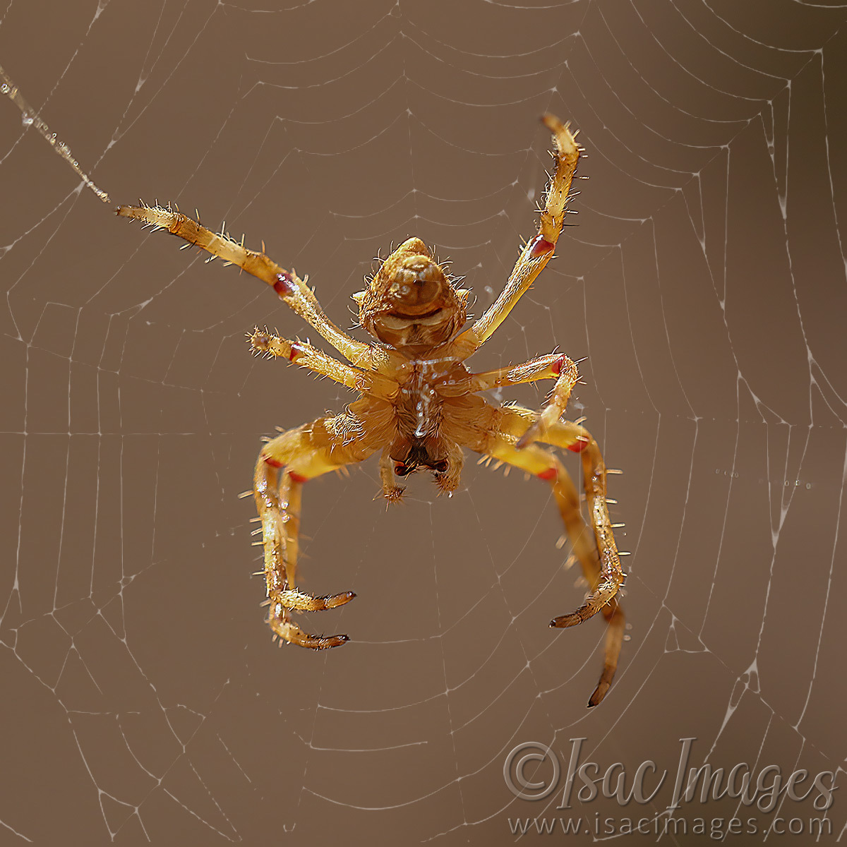 Click image for larger version

Name:	027A8744-Spider_Web.jpg
Views:	101
Size:	299.9 KB
ID:	498555